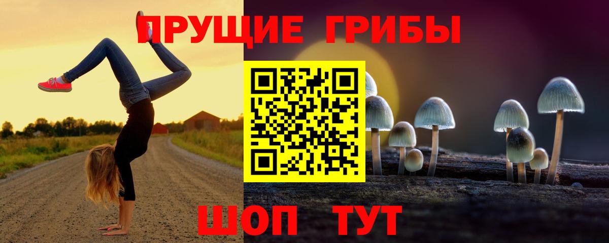 Новозыбков  закладка  Вход с VPN  Галлюциногенные грибы Magic Shrooms 